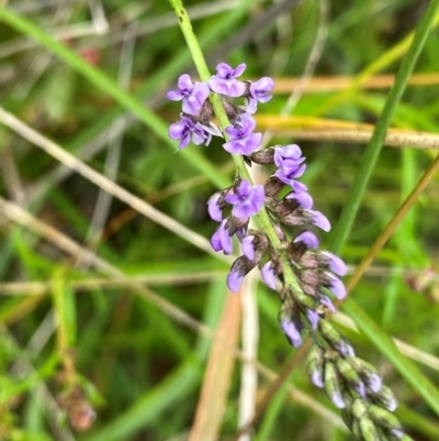 Cullen tenax (Tough Scurf-Pea) at Wandiyali-Environa Conservation Area - 23 Jan 2024 by Wandiyali