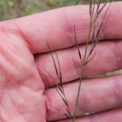 Aristida ramosa (Purple Wire Grass) at The Pinnacle - 22 Jan 2024 by sangio7