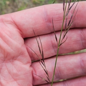 Aristida ramosa at The Pinnacle - 23 Jan 2024 07:31 AM