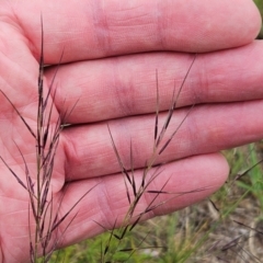 Aristida ramosa at The Pinnacle - 23 Jan 2024 07:31 AM