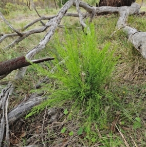 Exocarpos cupressiformis at The Pinnacle - 23 Jan 2024 08:10 AM