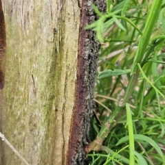 Exocarpos cupressiformis at The Pinnacle - 23 Jan 2024