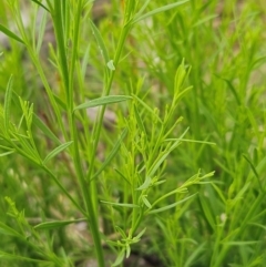 Exocarpos cupressiformis at The Pinnacle - 23 Jan 2024 08:10 AM