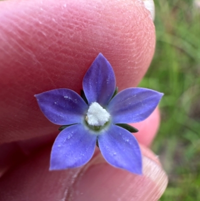 Wahlenbergia multicaulis (Tadgell's Bluebell) at Aranda Bushland - 24 Jan 2024 by lbradley