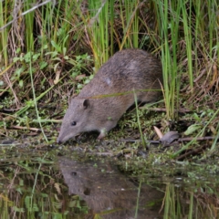 Isoodon obesulus obesulus (Southern Brown Bandicoot) at Paddys River, ACT - 23 Jan 2024 by Lindell