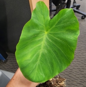 Colocasia esculenta at Bruce, ACT - 24 Jan 2024