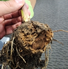 Colocasia esculenta at Bruce, ACT - 24 Jan 2024