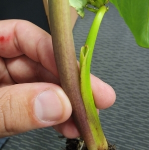 Colocasia esculenta at Bruce, ACT - 24 Jan 2024