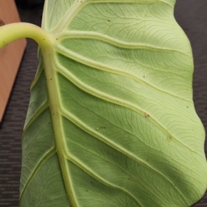 Colocasia esculenta at Bruce, ACT - 24 Jan 2024 03:17 PM