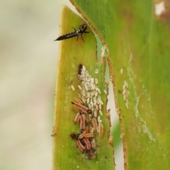 Phlaeothripidae sp. (family) (A thrip) at Cook, ACT - 20 Jan 2024 by CathB