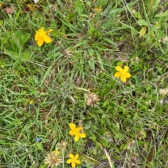 Hypericum gramineum (Small St Johns Wort) at Namadgi National Park - 23 Jan 2024 by mcosgrove