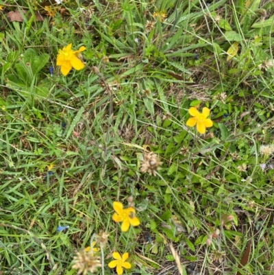 Hypericum gramineum (Small St Johns Wort) at Mount Clear, ACT - 23 Jan 2024 by mcosgrove