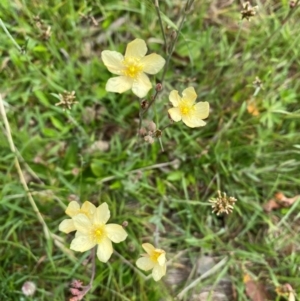 Hypericum gramineum at Namadgi National Park - 23 Jan 2024 11:27 AM