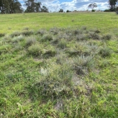 Calocephalus citreus (Lemon Beauty Heads) at Dunlop, ACT - 5 Jan 2024 by mcosgrove