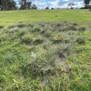 Calocephalus citreus at Dunlop Grasslands - 5 Jan 2024