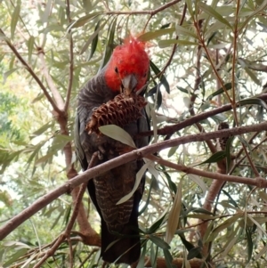 Callocephalon fimbriatum (identifiable birds) at Cook, ACT - 20 Jan 2024