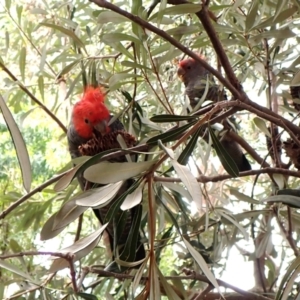 Callocephalon fimbriatum (identifiable birds) at Cook, ACT - 20 Jan 2024