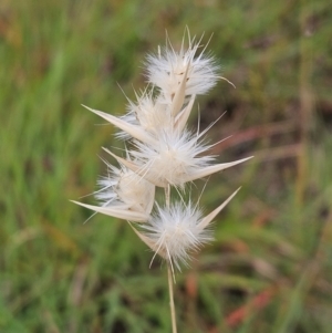 Rytidosperma sp. at The Pinnacle - 23 Jan 2024