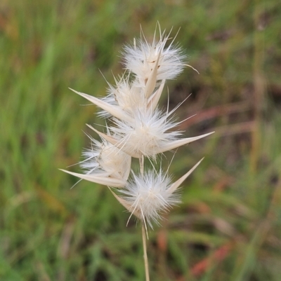 Rytidosperma sp. (Wallaby Grass) at The Pinnacle - 22 Jan 2024 by sangio7