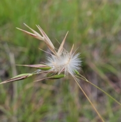 Rytidosperma sp. at The Pinnacle - 23 Jan 2024