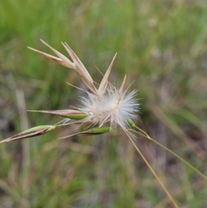 Rytidosperma sp. at The Pinnacle - 23 Jan 2024