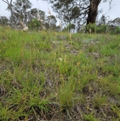 Rytidosperma sp. at The Pinnacle - 23 Jan 2024