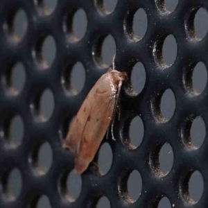 Philobota (genus) at Turner, ACT - 21 Jan 2024 09:18 PM