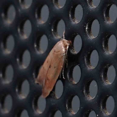 Philobota (genus) (Unidentified Philobota genus moths) at Turner, ACT - 21 Jan 2024 by ConBoekel