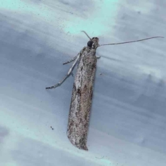 Homoeosoma vagella at Turner, ACT - 21 Jan 2024 09:24 PM