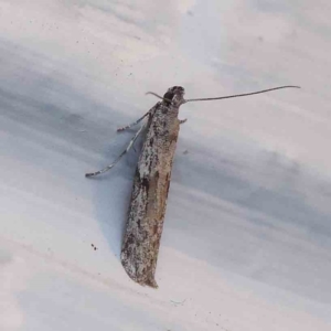 Homoeosoma vagella at Turner, ACT - 21 Jan 2024 09:24 PM