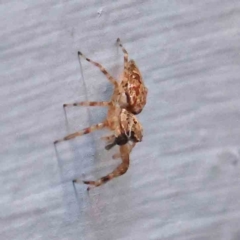 Helpis minitabunda (Threatening jumping spider) at Turner, ACT - 21 Jan 2024 by ConBoekel