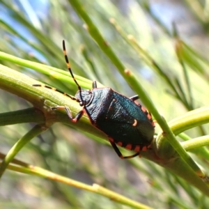 Notius depressus at Mount Painter - 18 Jan 2024 02:45 PM