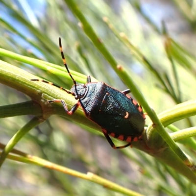 Notius depressus (Shield bug) at Cook, ACT - 18 Jan 2024 by CathB