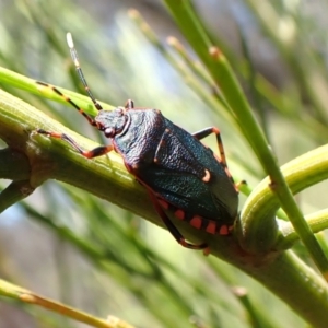 Notius depressus at Mount Painter - 18 Jan 2024 02:45 PM