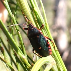 Notius depressus at Mount Painter - 18 Jan 2024 02:45 PM