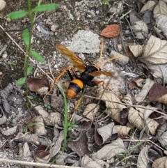 Cryptocheilus bicolor (Orange Spider Wasp) at Namadgi National Park - 24 Jan 2024 by WalterEgo