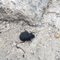 Nyctozoilus deyrolli (Darkling beetle) at Tharwa, ACT - 24 Jan 2024 by WalterEgo