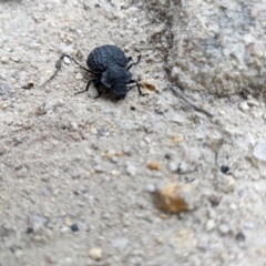 Nyctozoilus deyrolli at Namadgi National Park - 24 Jan 2024