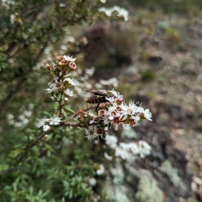 Amata (genus) (Handmaiden Moth) at Tidbinbilla Nature Reserve - 22 Jan 2024 by WalterEgo