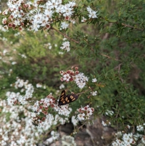 Amata (genus) at Tidbinbilla Nature Reserve - 22 Jan 2024