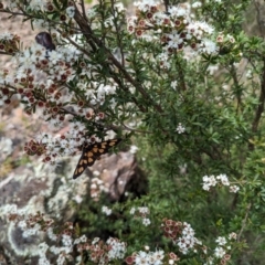 Amata (genus) at Tidbinbilla Nature Reserve - 22 Jan 2024