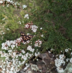 Amata (genus) at Tidbinbilla Nature Reserve - 22 Jan 2024