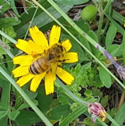 Apis mellifera (European honey bee) at Kambah, ACT - 19 Jan 2024 by galah681