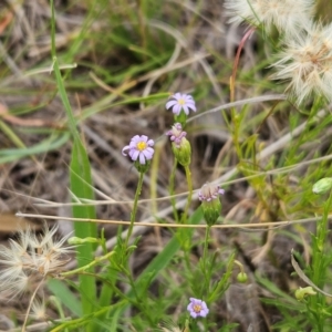 Vittadinia muelleri at The Pinnacle - 23 Jan 2024