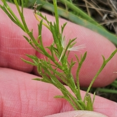 Vittadinia muelleri at The Pinnacle - 23 Jan 2024