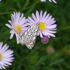 Utetheisa pulchelloides at Hall, ACT - 24 Jan 2024