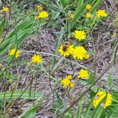 Apiformes (informal group) (Unidentified bee) at Kambah, ACT - 19 Jan 2024 by galah681