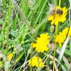 Apiformes (informal group) at Little Taylor Grassland (LTG) - 20 Jan 2024