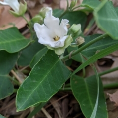 Araujia sericifera (Moth Plant) at Sullivans Creek, Acton - 24 Jan 2024 by TbigFishy