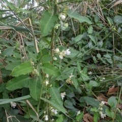 Araujia sericifera at GG14 - 24 Jan 2024